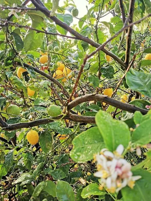 산타크루스데 테네리페 Casa Entre Vinedos 빌라 펜션 산타크루스데 테네리페