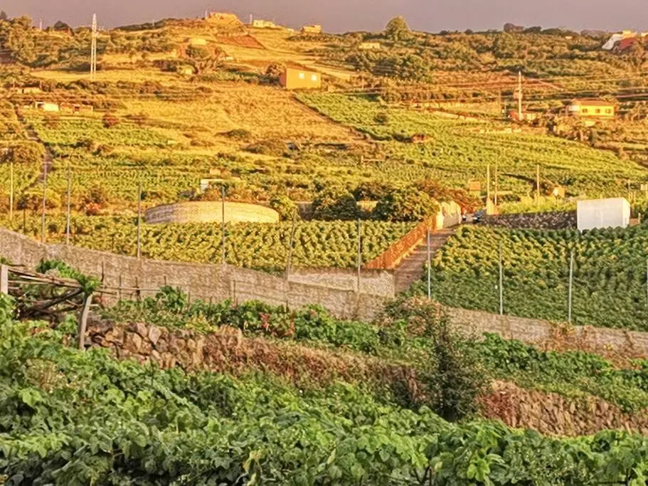 산타크루스데 테네리페 Casa Entre Vinedos 빌라 0*, 산타크루스데 테네리페 스페인